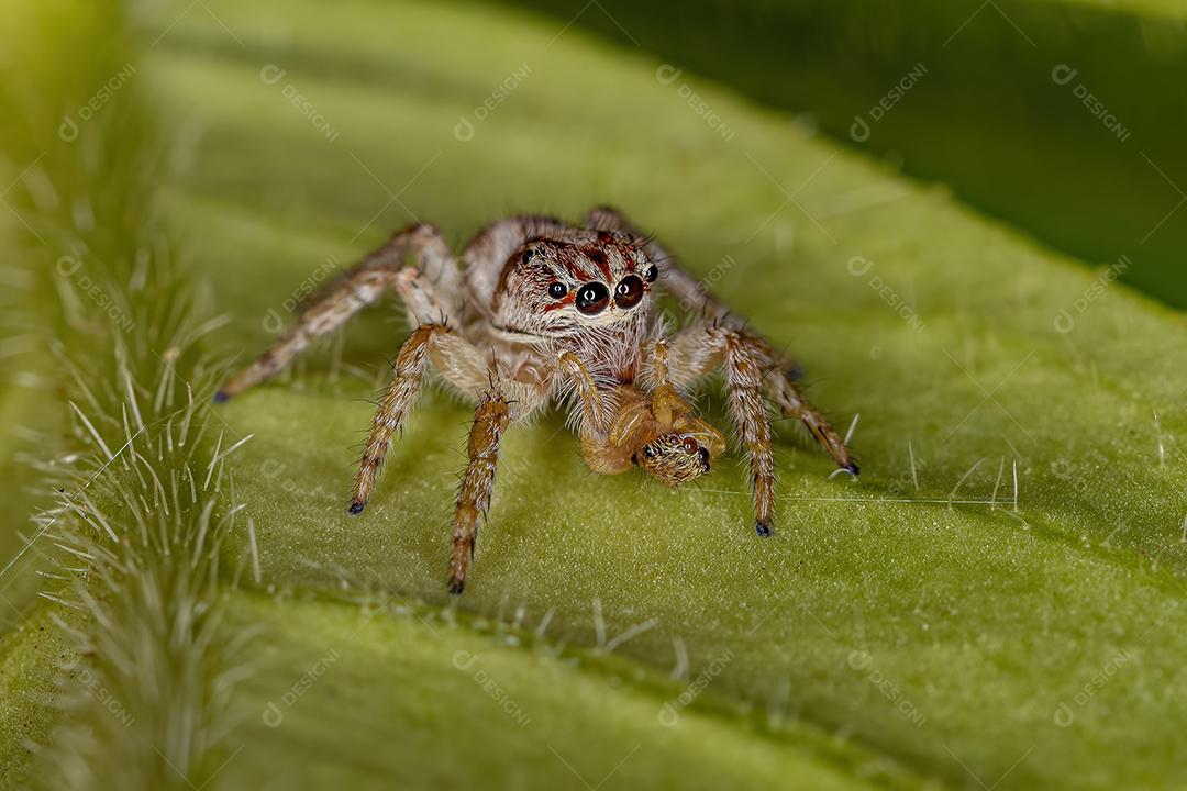 Aranha saltadora da subtribo Freyina atacando uma pequena aranha saltadora Imagem JPG