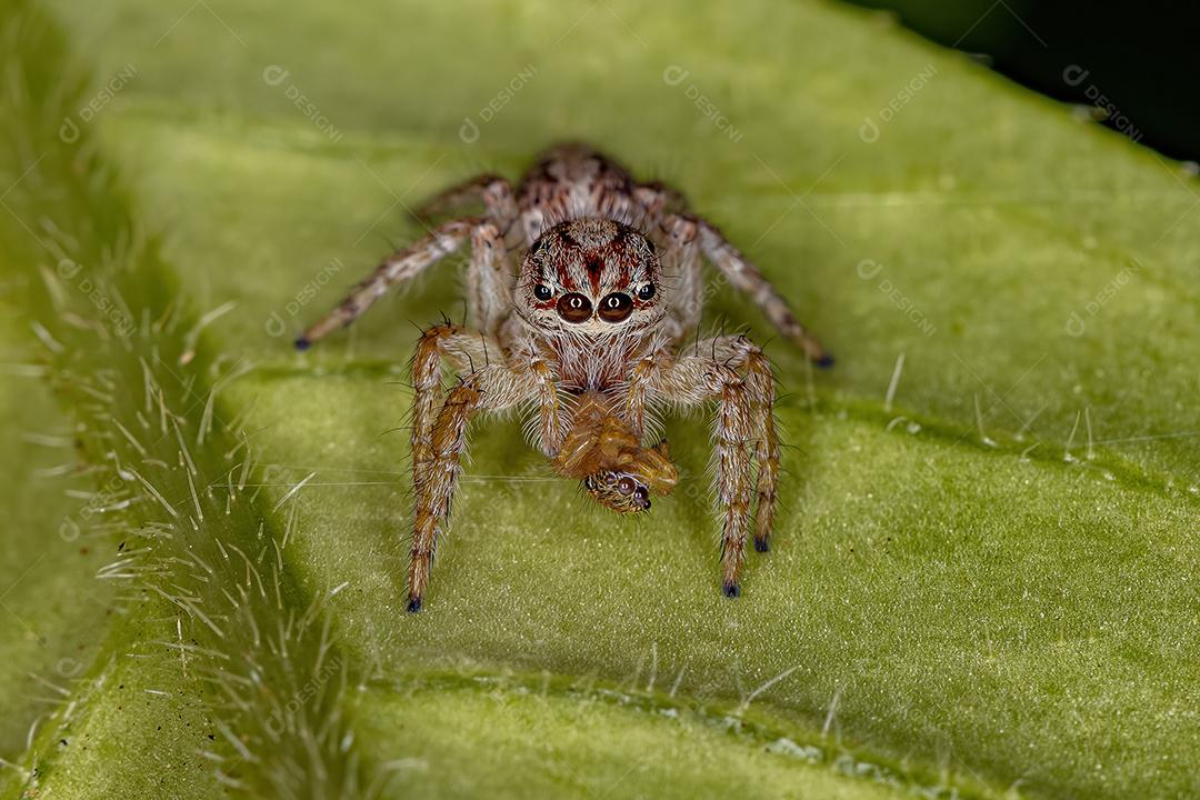 Aranha saltadora da subtribo Freyina atacando uma pequena aranha saltadora Imagem JPG