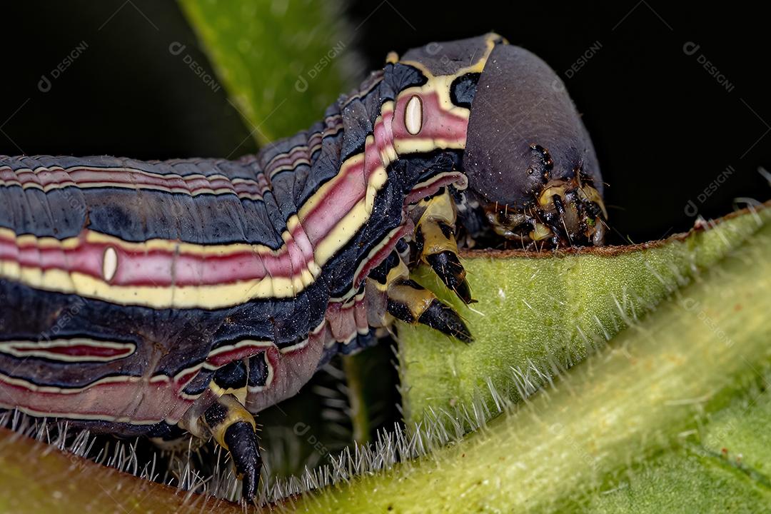 Macroglossine Sphinx Moth Caterpillar Isognathus allamandae Image JPG