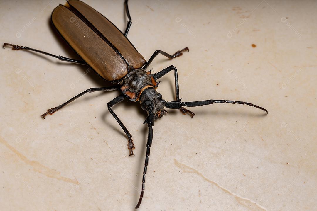 Adulto gigante imperioso Sawyer da espécie Enoplocerus armillatus Imagem JPG