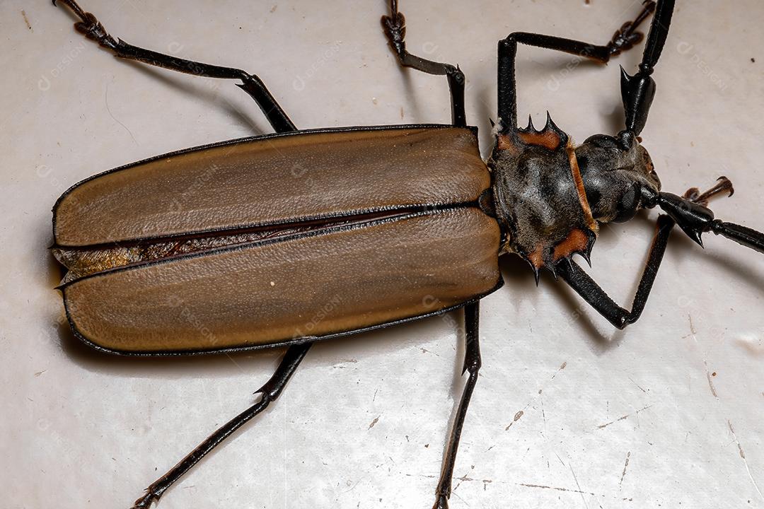 Adulto gigante imperioso Sawyer da espécie Enoplocerus armillatus Imagem JPG