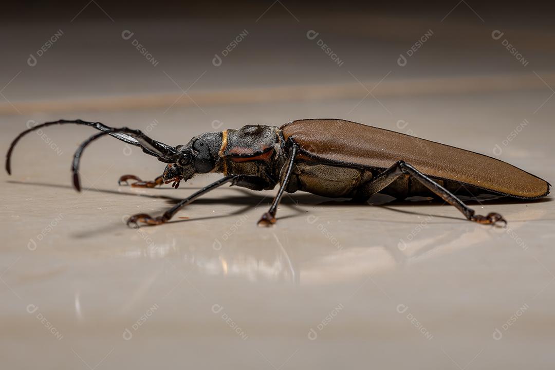 Adulto gigante imperioso Sawyer da espécie Enoplocerus armillatus Imagem JPG