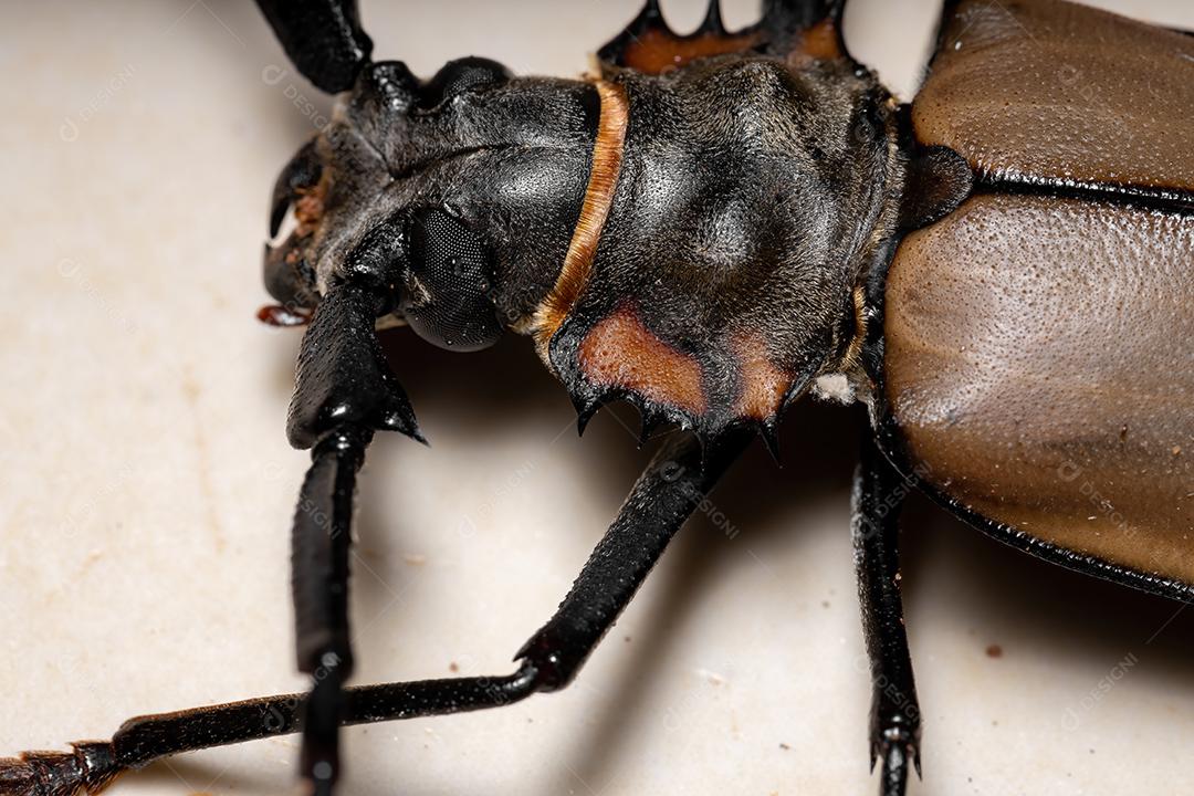 Adulto gigante imperioso Sawyer da espécie Enoplocerus armillatus Imagem JPG