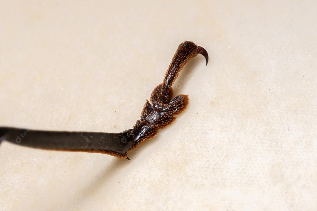 Adulto gigante imperioso Sawyer da espécie Enoplocerus armillatus Imagem JPG