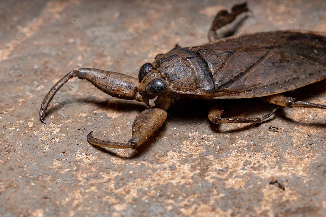 Inseto dágua gigante adulto do gênero Lethocerus Imagem