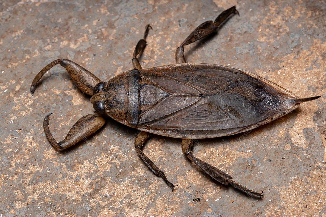 Inseto dágua gigante adulto do gênero Lethocerus