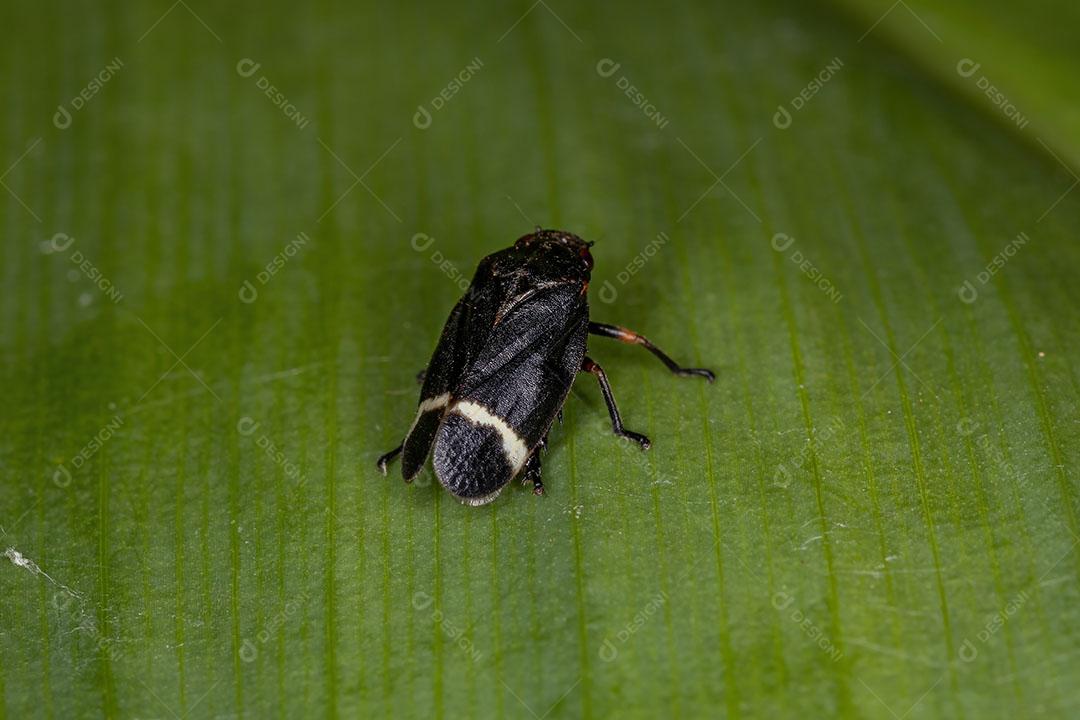 Cigarra-preta adulta da espécie Notozulia entreriana