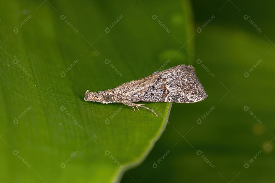 Pequena traça adulta da Ordem Lepidoptera em uma folha