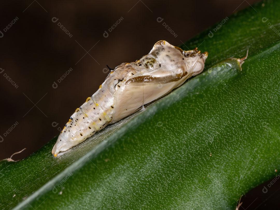 Pequena traça adulta da Ordem Lepidoptera em uma folha