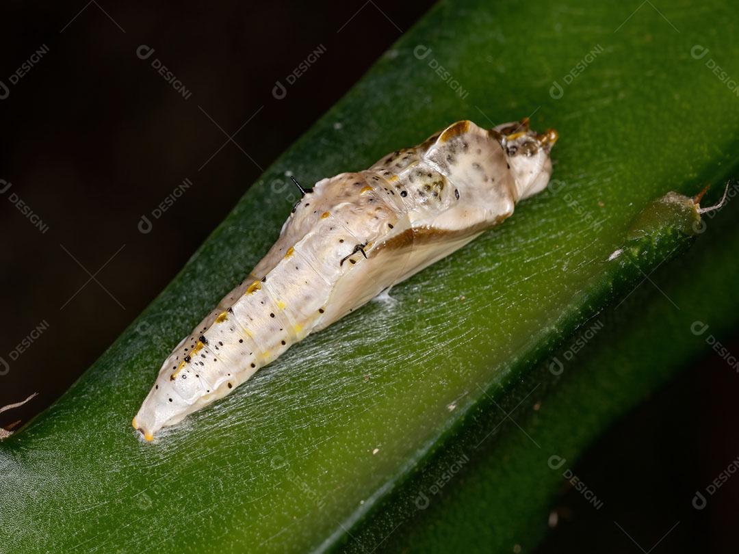 Pequena traça adulta da Ordem Lepidoptera em uma folha