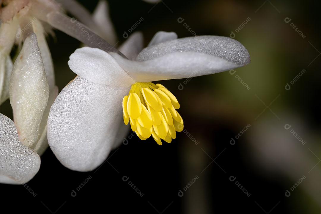 Flor de planta begônia branca em visão macro