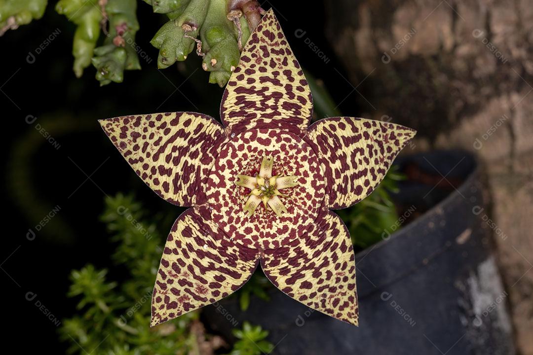 Flor de cacto estrela da espécie Orbea variegata