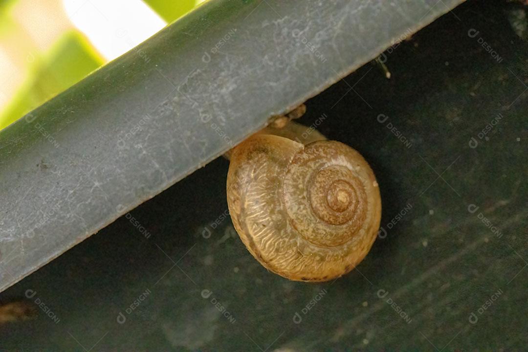 Caracol Tramp Asiático da espécie Bradybaena similaris