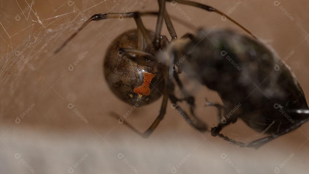 Fêmea adulta Viúva marrom da espécie Latrodectus geometricus