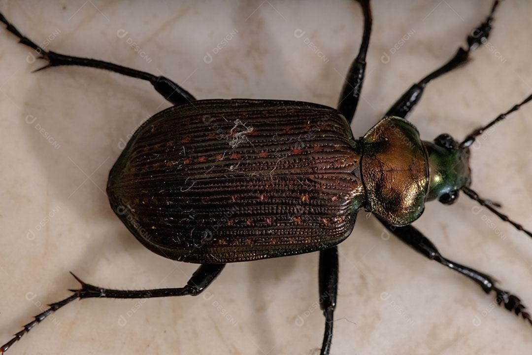 Besouro caçador de lagartas adulto da espécie Calosoma alternans