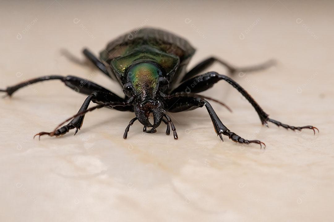 Besouro caçador de lagartas adulto da espécie Calosoma alternans