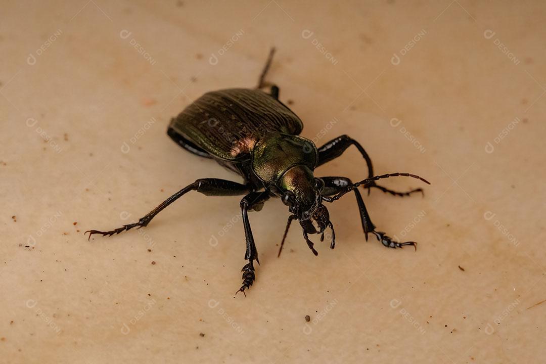 Besouro caçador de lagartas adulto da espécie Calosoma alternans