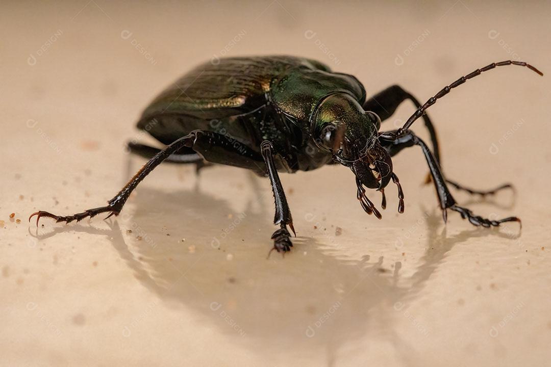 Besouro caçador de lagartas adulto da espécie Calosoma alternans
