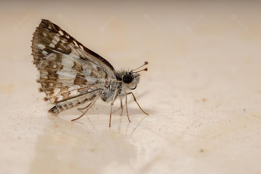 Capitão do Novo Mundo Adulto do Gênero Burnsius
