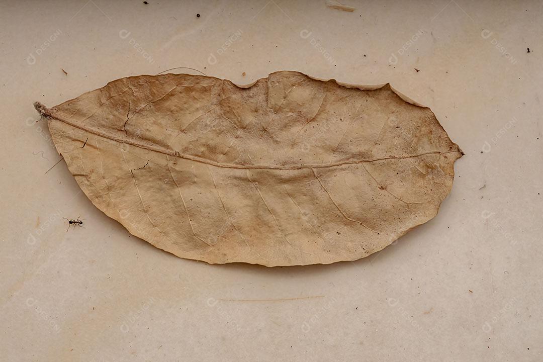 Folha seca no chão em visão macro