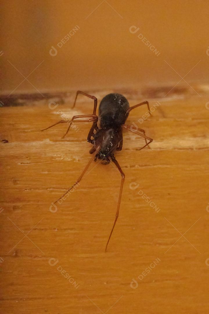 Aranha cuspideira marrom da espécie Scytodes fusca