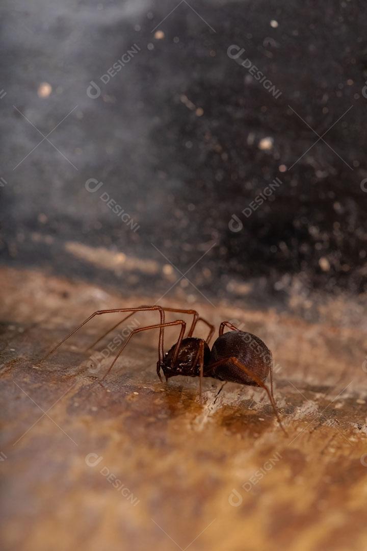 Aranha cuspideira marrom da espécie Scytodes fusca