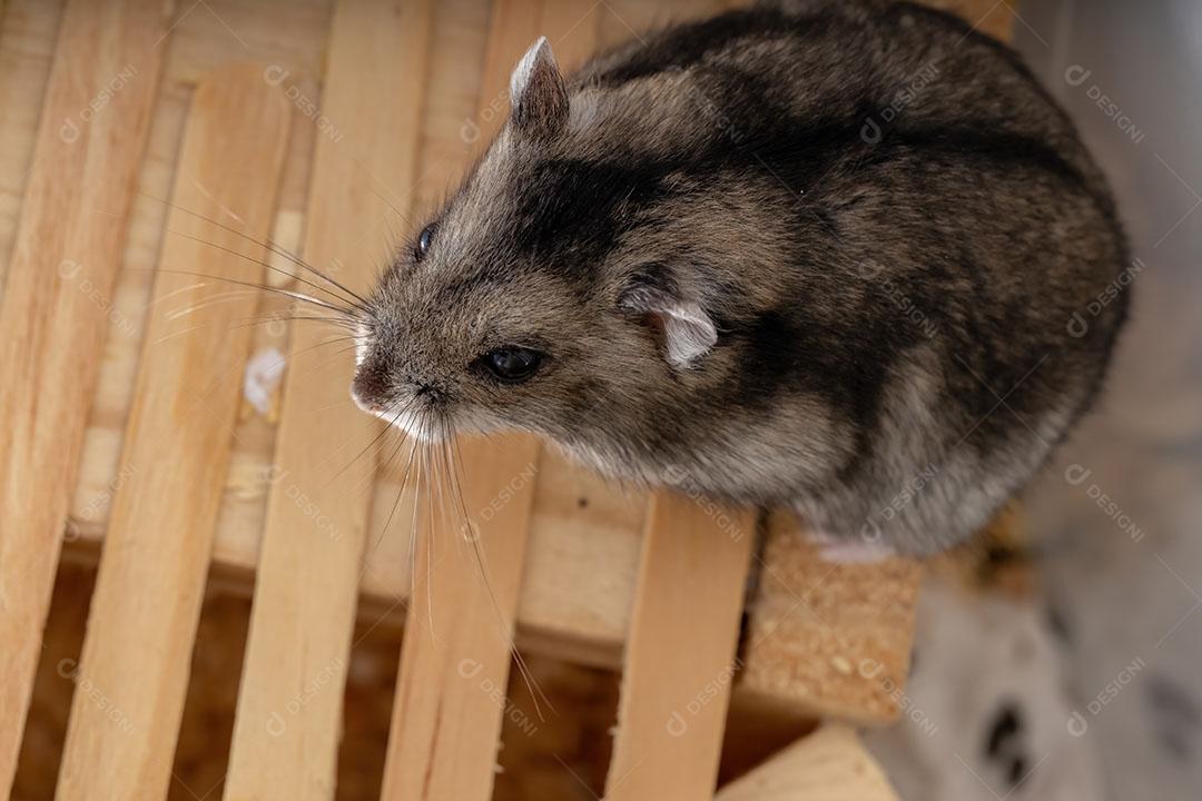 Hamster anão de Campbell da espécie Phodopus campbelli
