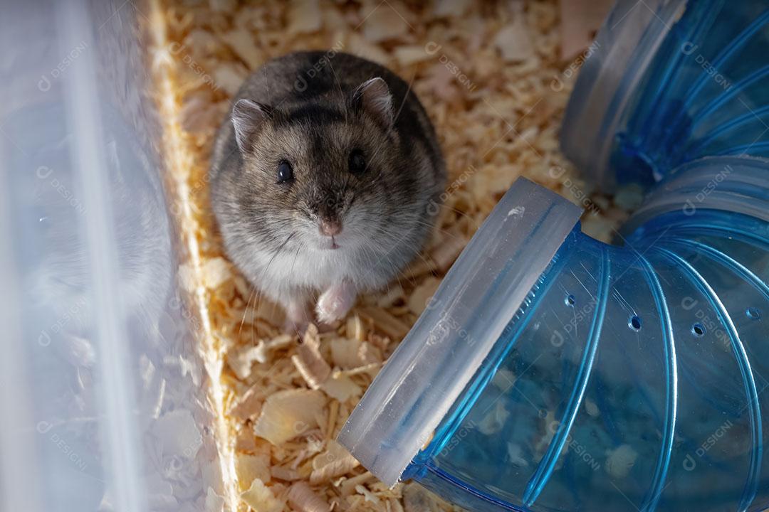 Hamster anão de Campbell da espécie Phodopus campbelli