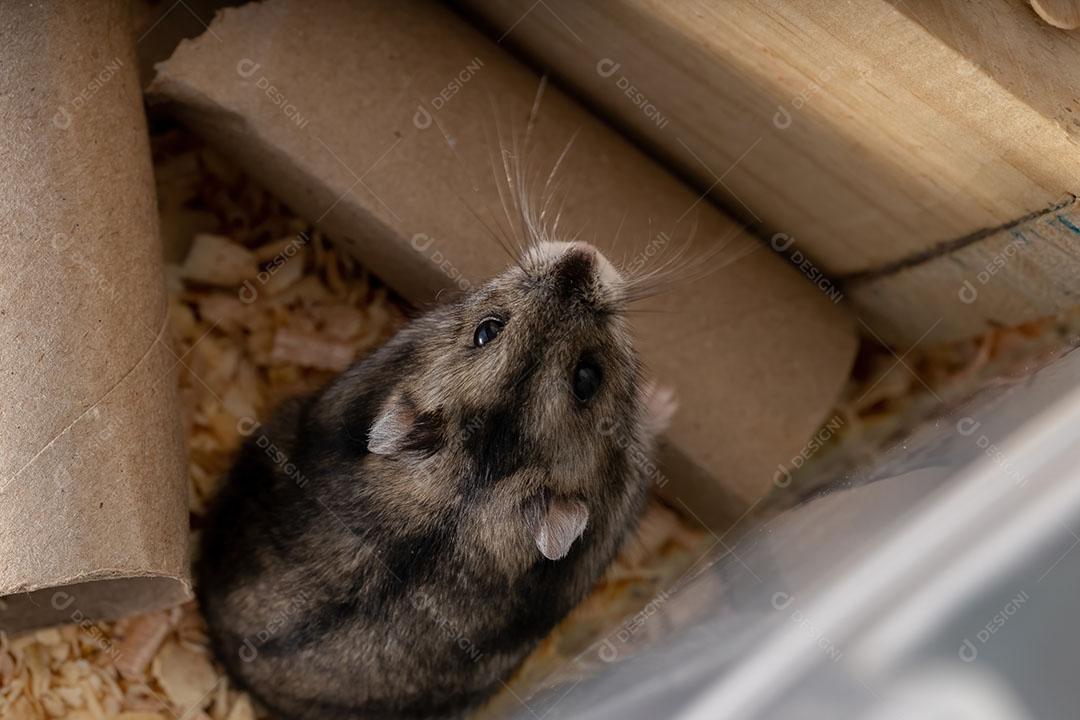 Hamster anão de Campbell da espécie Phodopus campbelli