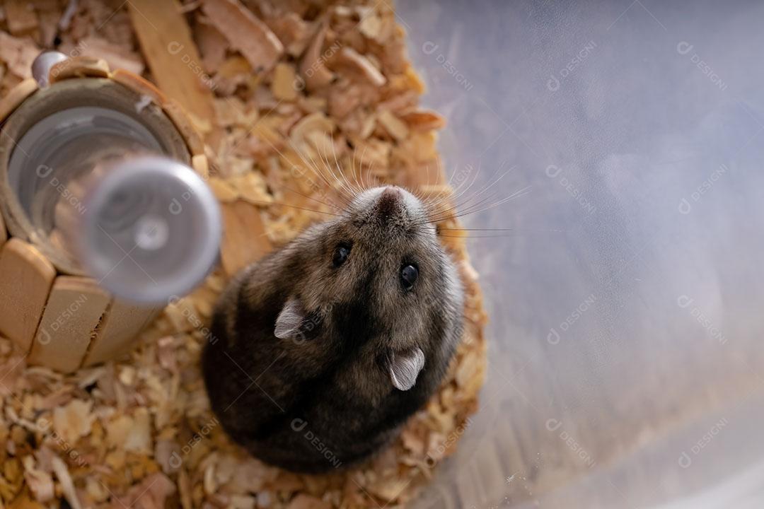 Hamster anão de Campbell da espécie Phodopus campbelli