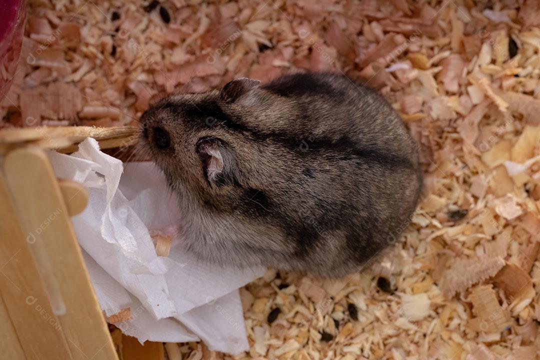 Hamster anão de Campbell da espécie Phodopus campbelli
