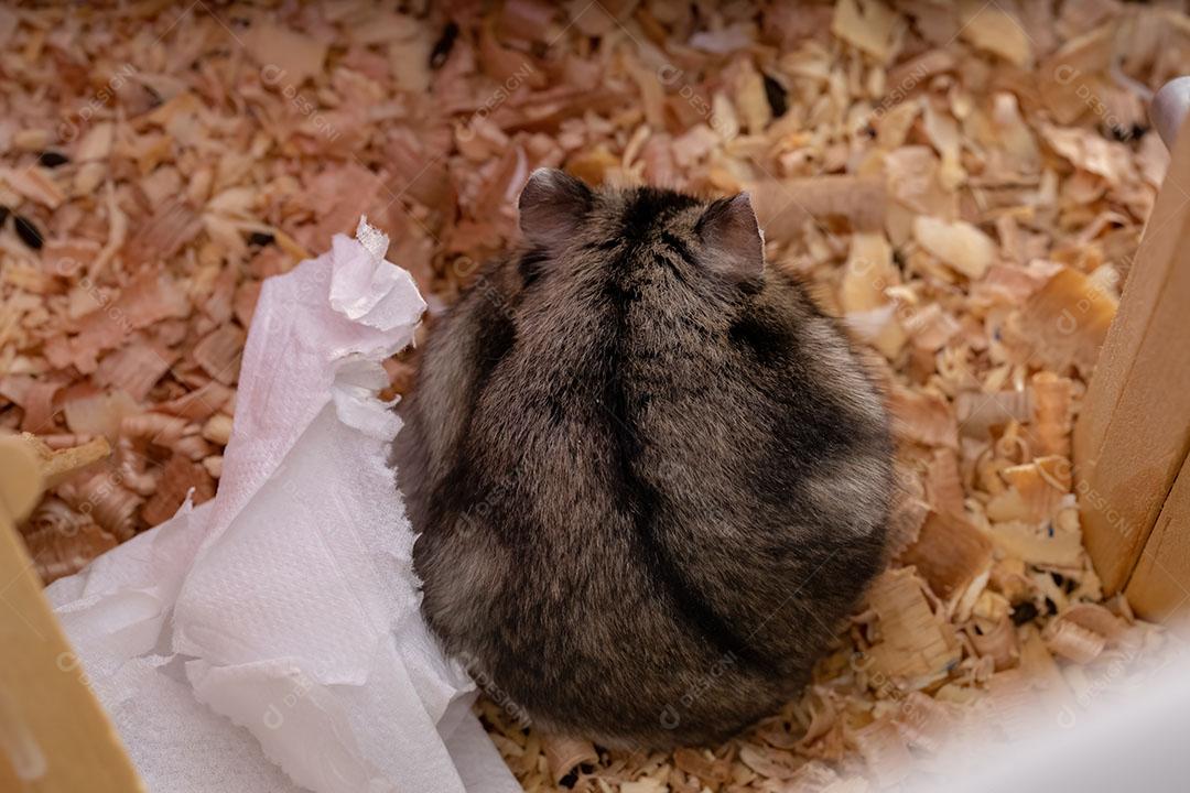 Hamster anão de Campbell da espécie Phodopus campbelli
