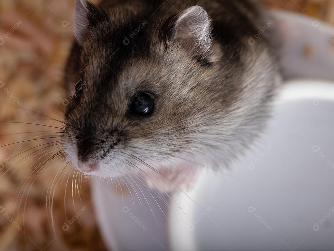 Hamster anão de Campbell da espécie Phodopus campbelli
