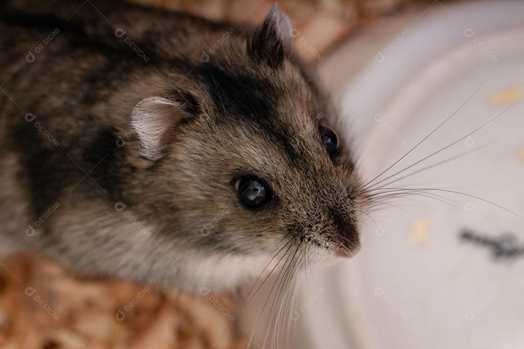 Hamster anão de Campbell da espécie Phodopus campbelli