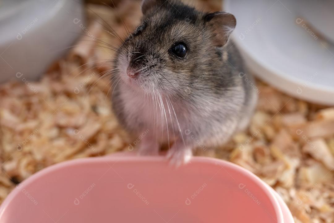 Hamster anão de Campbell da espécie Phodopus campbelli