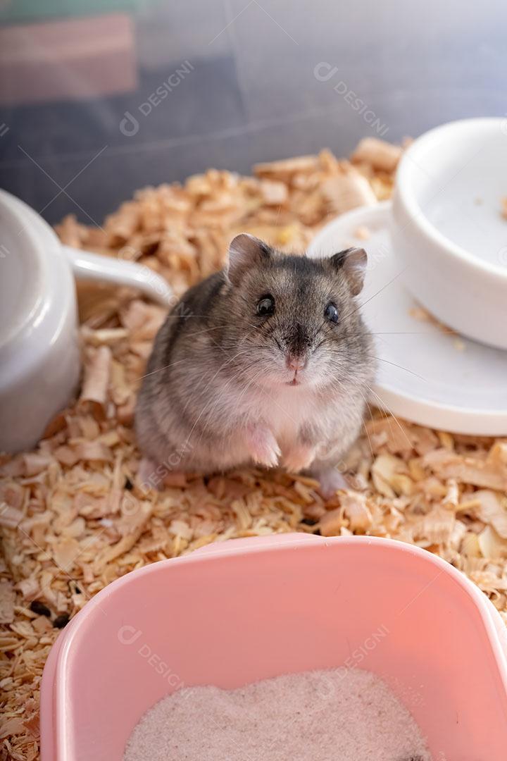 Hamster anão de Campbell da espécie Phodopus campbelli