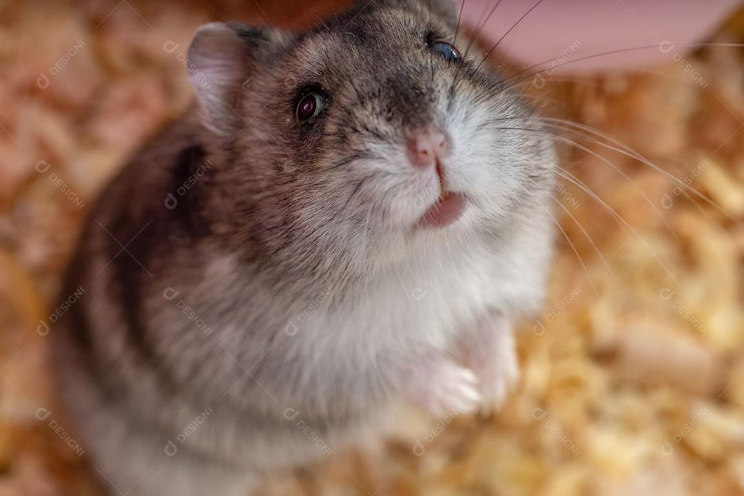 Campbell's dwarf hamster Phodopus campbelli