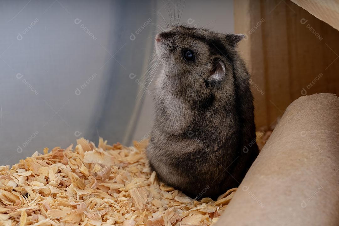 Hamster anão de Campbell da espécie Phodopus campbelli