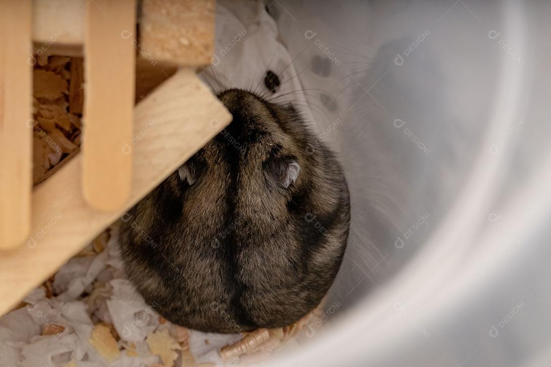 Hamster anão de Campbell da espécie Phodopus campbelli