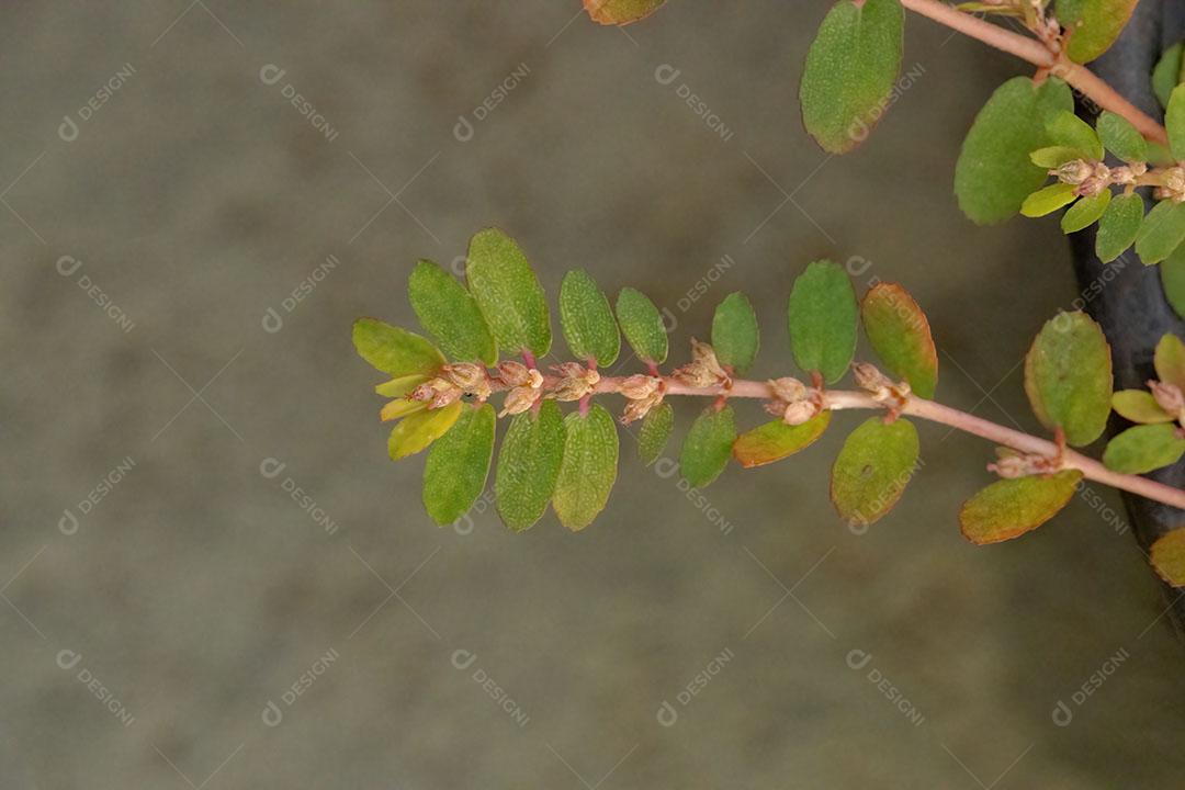 Red Caustic-Creeper da espécie Euphorbia thymifolia com frutos e flores