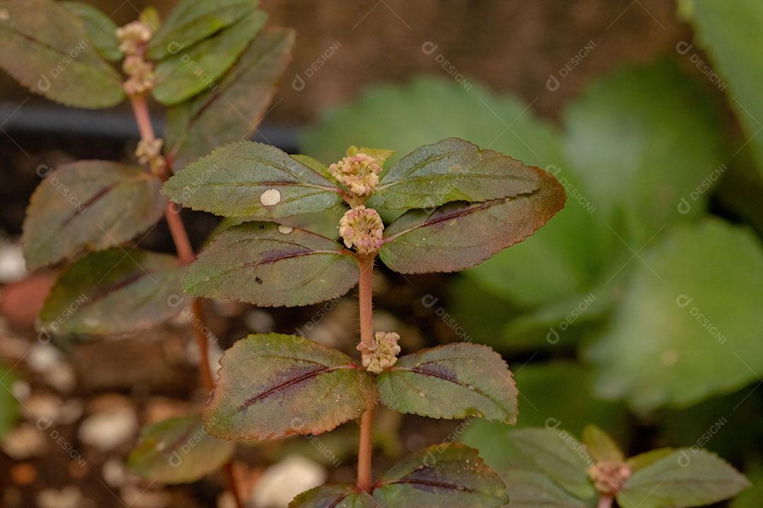 Folhas de uma de asma da espécie Euphorbia hirta
