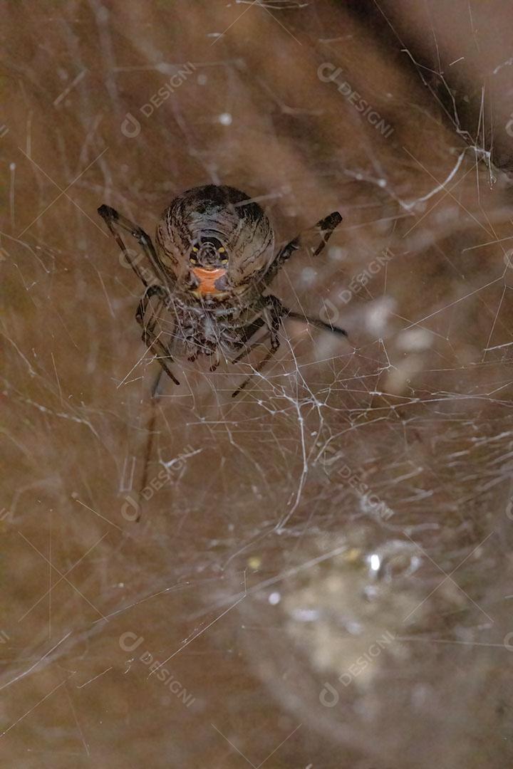 Fêmea adulta Viúva marrom da espécie Latrodectus geometricus