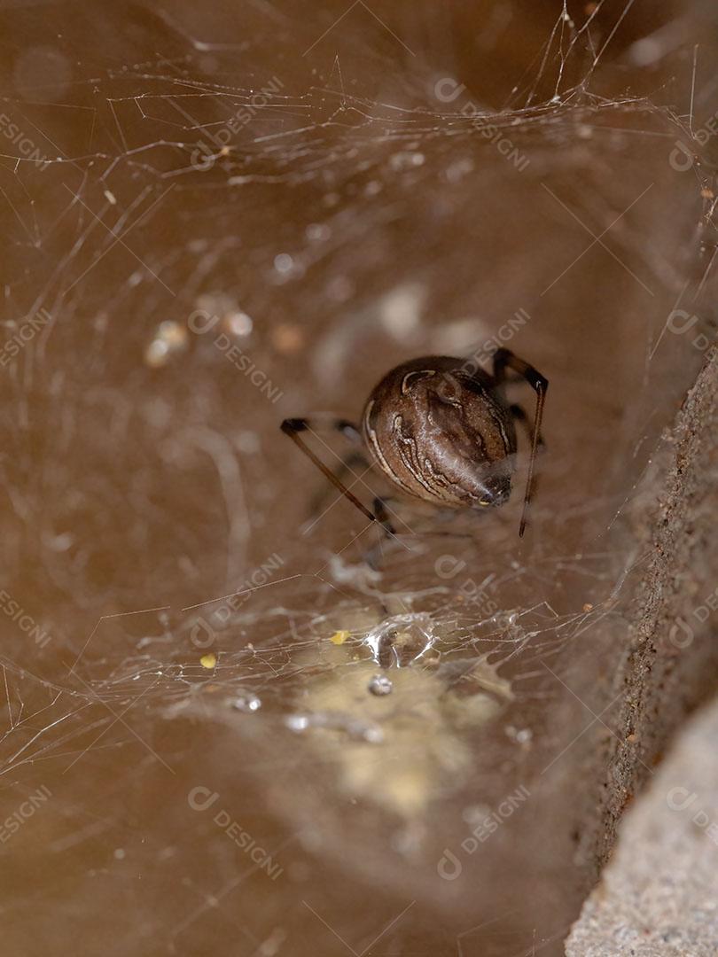Fêmea adulta Viúva marrom da espécie Latrodectus geometricus