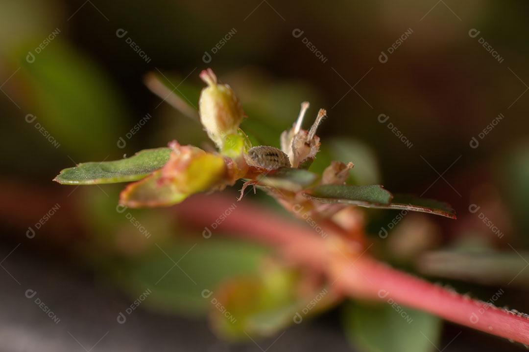 Mealybug da Família Pseudococcidae em um ramo da planta Red Caustic-Creeper