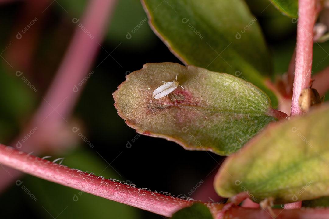 Mealybug da Família Pseudococcidae em um ramo da planta Red Caustic-Creeper