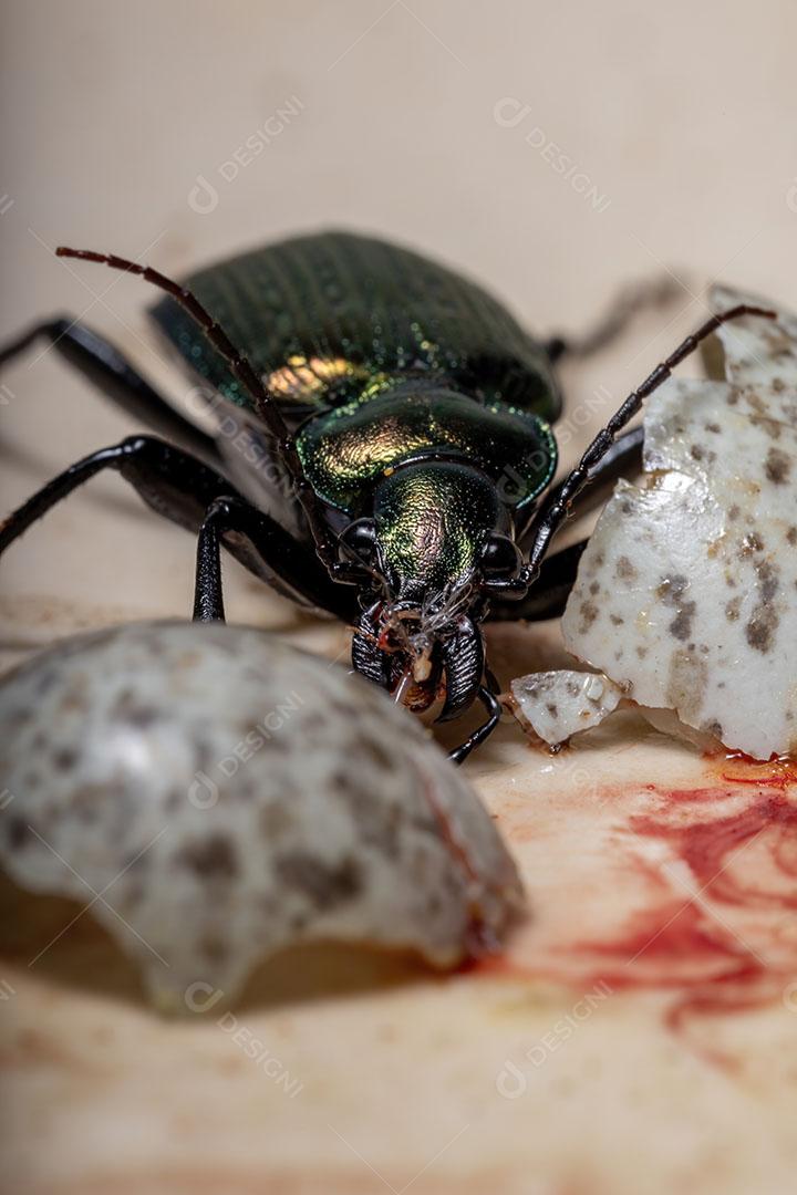 Besouro caçador de lagartas adulto da espécie Calosoma alternans