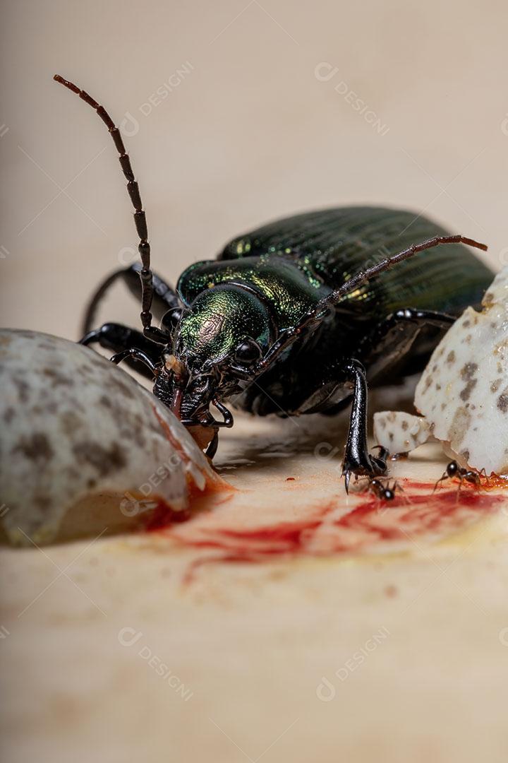 Besouro caçador de lagartas adulto da espécie Calosoma alternans