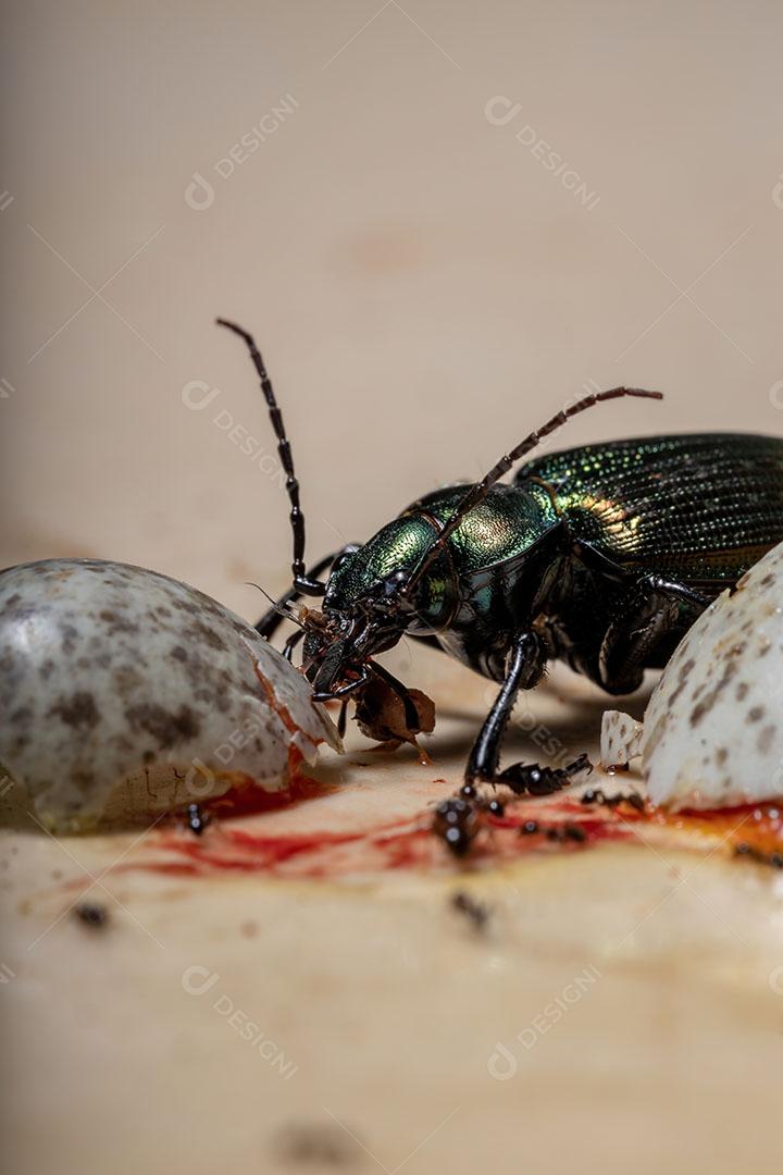 Besouro caçador de lagartas adulto da espécie Calosoma alternans