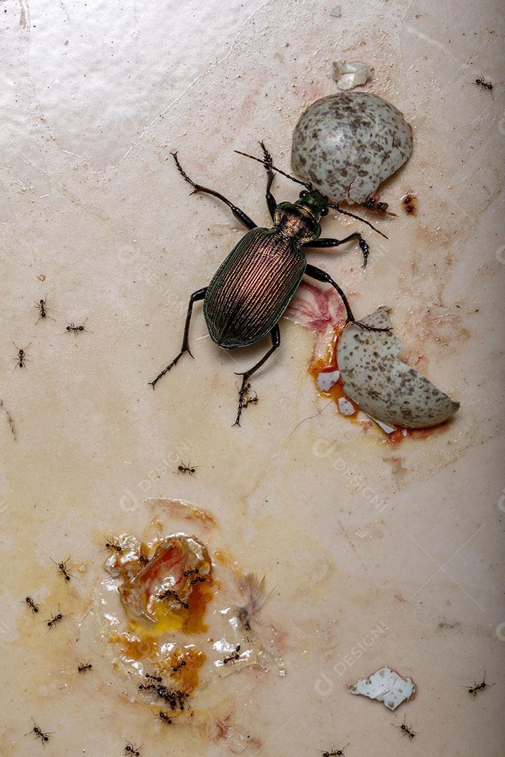 Besouro caçador de lagartas adulto da espécie Calosoma alternans