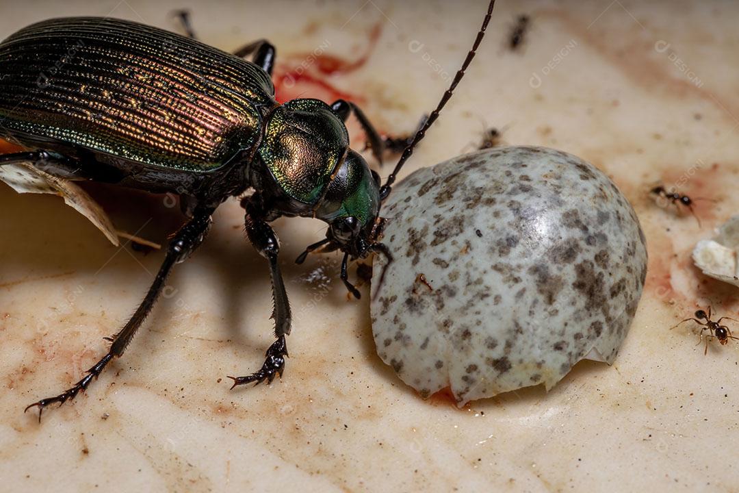 Besouro caçador de lagartas adulto da espécie Calosoma alternans